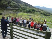 42 Hundevorführung auf der Kissane Sheep Farm