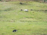beim Schäfer Brendan, Ring of Kerry