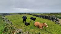 104 – Irland, Aran Insel, Inishmore