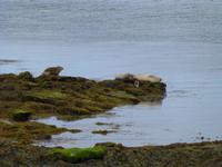 Arran Islands - Seal Viewpoint