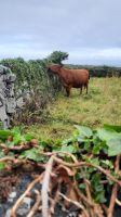 105 – Irland, Aran Insel, Inishmore
