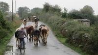Rush hour in Irland