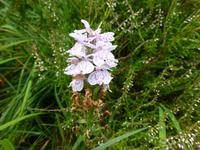 Killary Harbour - Knabenkraut
