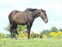 22 Felder um die Ausgrabungsstätte