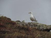 40 Möwen - überall