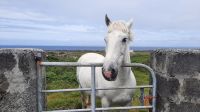 106 – Irland, Aran Insel, Inishmore