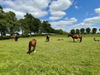11. Reisetag – Von Tralee in die Wicklow Mountains – Irisches Nationalgestüt