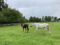 11. Reisetag – Von der West- an die Ostküste – Irisches Nationalgestüt bei Kildare