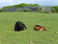 Aran Islands - Inish Mór