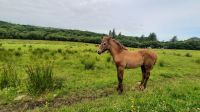 120 – Connemara, Pferd