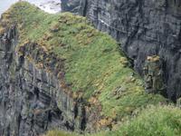Die weißen Punkte sind Papageitaucher