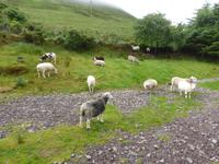 Brandon Ferries Schafe