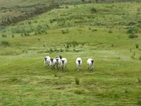 Brandon Ferries - Vorführung