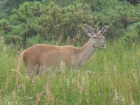 Killarney Nationalpark - Rotwild