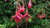 Fuchsien