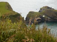  Blick zur Hängebrücke:Carrick-a-rede-Rope Bridge