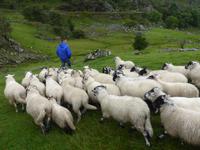 124-Kissanes_Sheepfarm