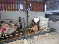 126-Kissanes_Sheepfarm