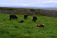 Lokale Einwohner auf Inishmore