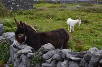 Ein sehr photogener Esel auf Inishmore