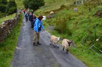 Wanderung entlang des Killary Harbour