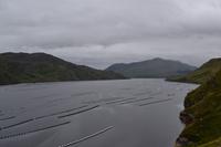 Muschelzucht im Killary Harbour