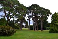 Muckross Park, Killarney National Park