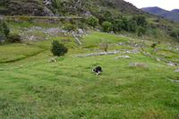 Sheep dog demonstration
