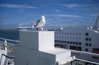 Sehnsucht nach Irland in Holyhead?