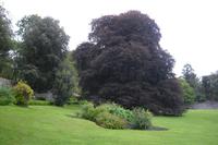Coole Park