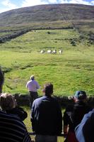 Besuch beim Schäfer Brendan auf dem Ring of Kerry, Irland
