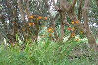 Spätsommer in Irland