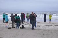 Inch Beach, Dingle-Halbinsel