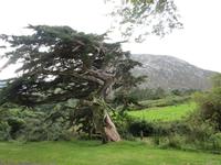 Im Garten von Kylemore