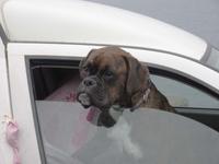 Ein neuer Freund bei Dunquin