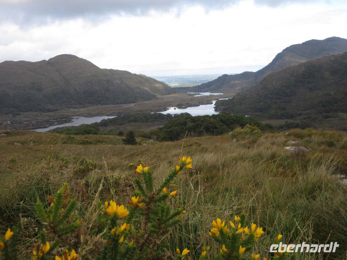 Blick von Ladies View Richtung Killarney