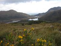 Blick von Ladies View Richtung Killarney
