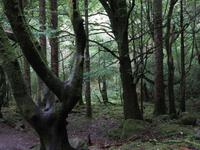 verwunschener Wald am Torc waterfall