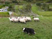 101-Kissanes_Sheepfarm