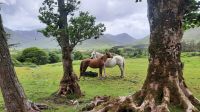 131 – Irland, Connemara, Kylemore Abbey