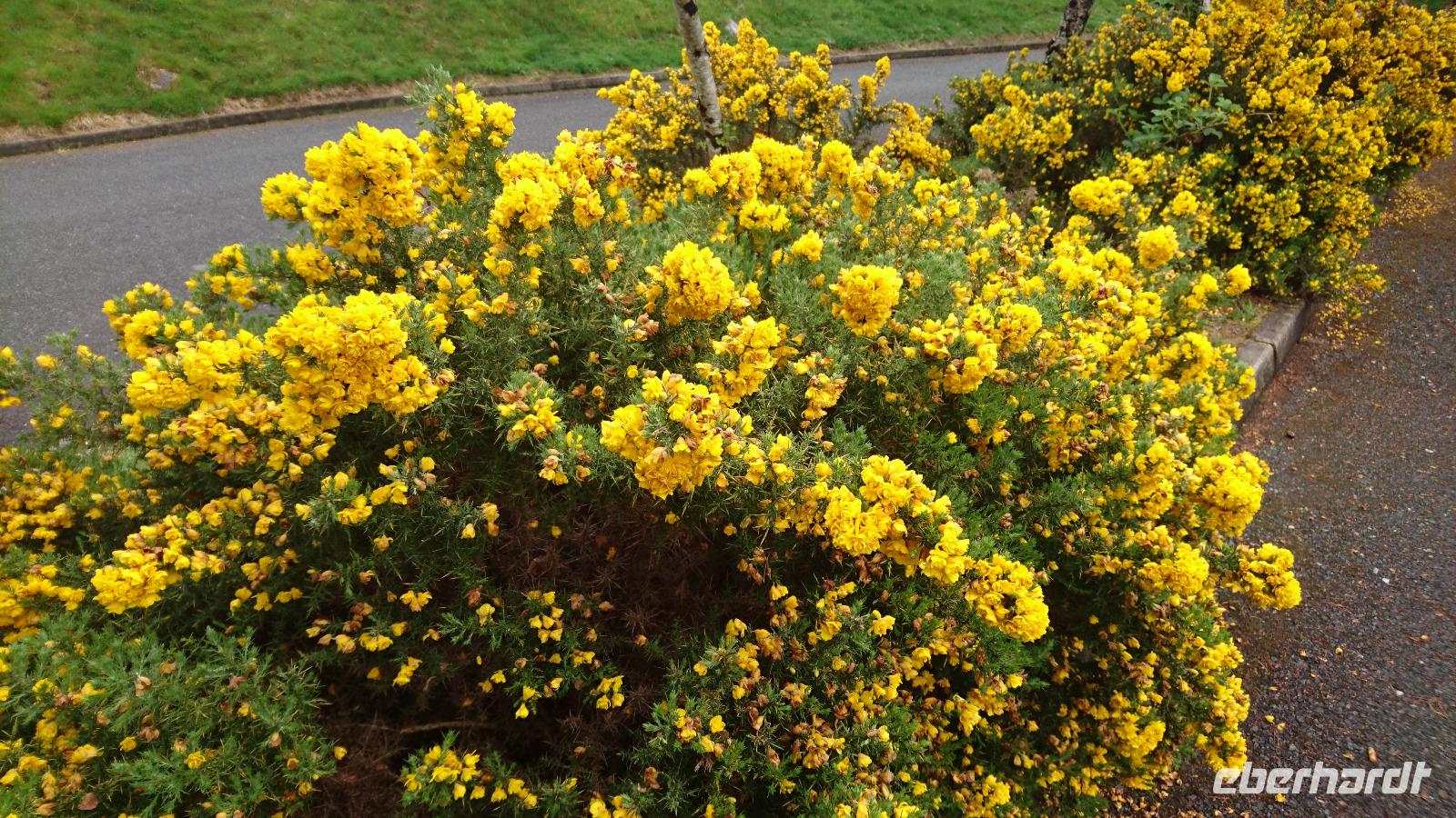 Blühender Stechginster im Glenveaugh Nationalpark