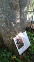 Am Autograph Tree im Coole Park in Gort