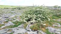 Steine und Weißdorn im Burren
