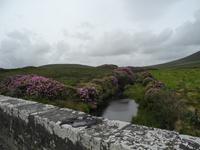 immer dieses Unkraut !