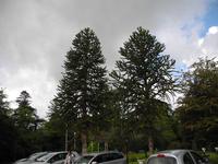 JA - diese kennt sogar der Reiseleiter: Chilenische Andentannen in Irland