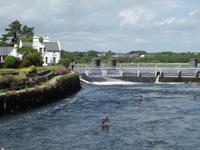 ...und von der Salmon Weir Bridge haben wir die Lachsschwärme gesehen 