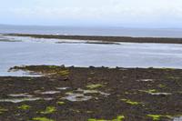 Mittagspause an der Seehund-Kolonie