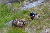Mittagsgäste im Miner's Village