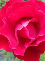 Coole Park and Gardens bei Galway