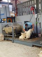 Ring of Kerry, Schafschur